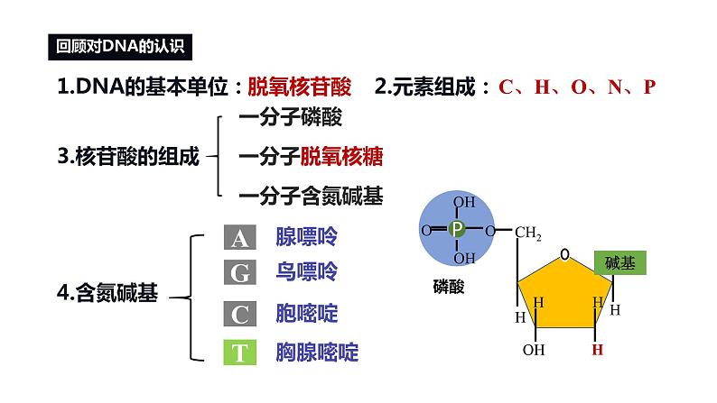 3.2 DNA的结构 课件 人教版生物必修202