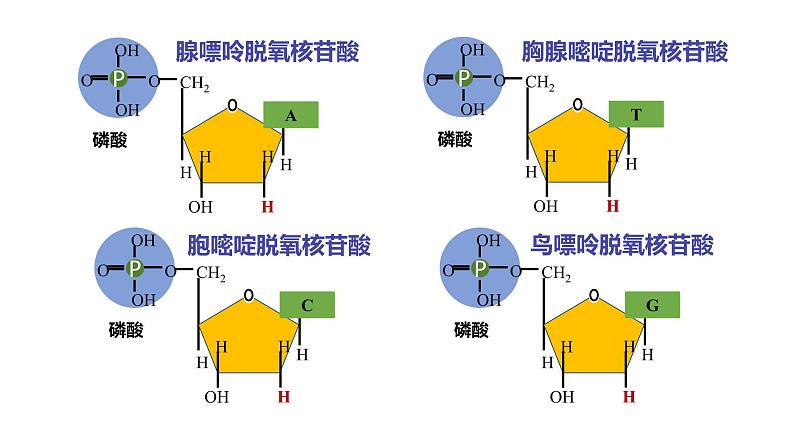 3.2 DNA的结构 课件 人教版生物必修203