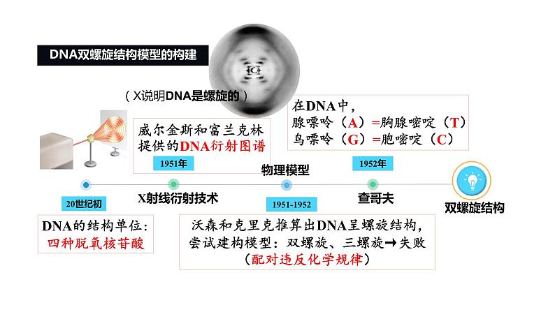 3.2 DNA的结构 课件 人教版生物必修206