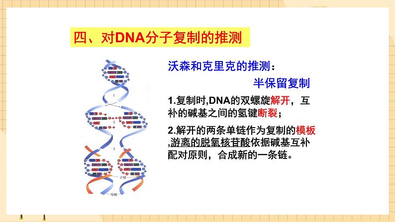 3.3 DNA的复制 课件 人教版生物必修2第3页