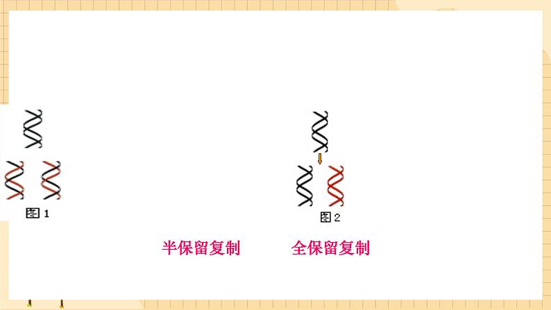 3.3 DNA的复制 课件 人教版生物必修2第4页