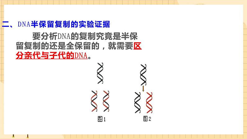 3.3 DNA的复制 课件 人教版生物必修2第5页