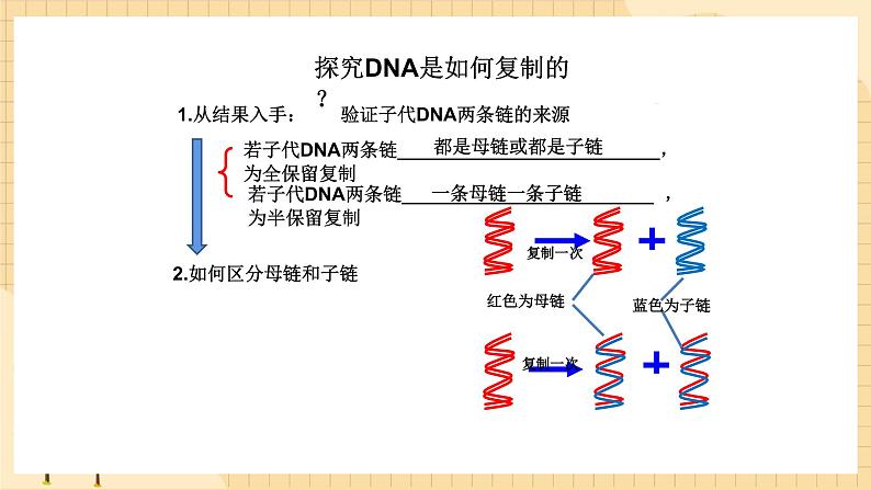 3.3 DNA的复制 课件 人教版生物必修2第6页