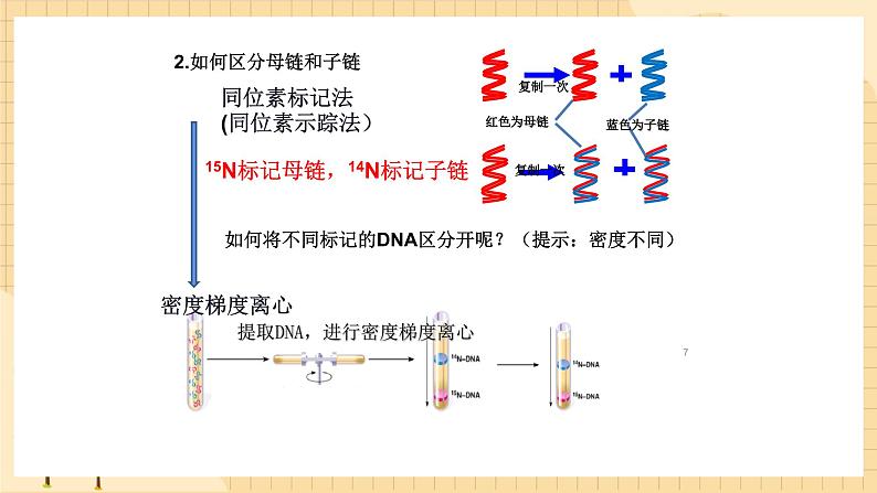 3.3 DNA的复制 课件 人教版生物必修2第7页