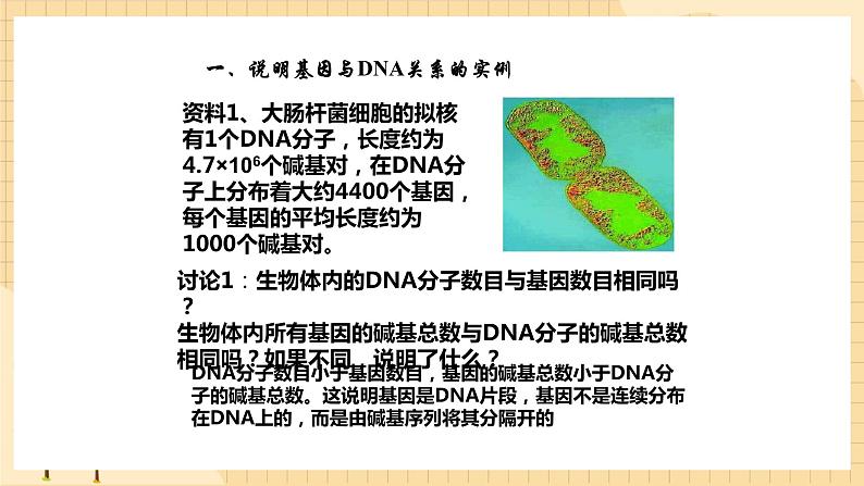 3.4 基因通常是有遗传效应的DNA片段 课件 人教版生物必修203