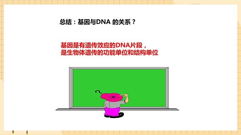 3.4 基因通常是有遗传效应的DNA片段 课件 人教版生物必修208