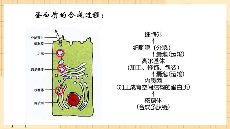 4.1基因指导蛋白质的合成 课件 人教版生物必修203