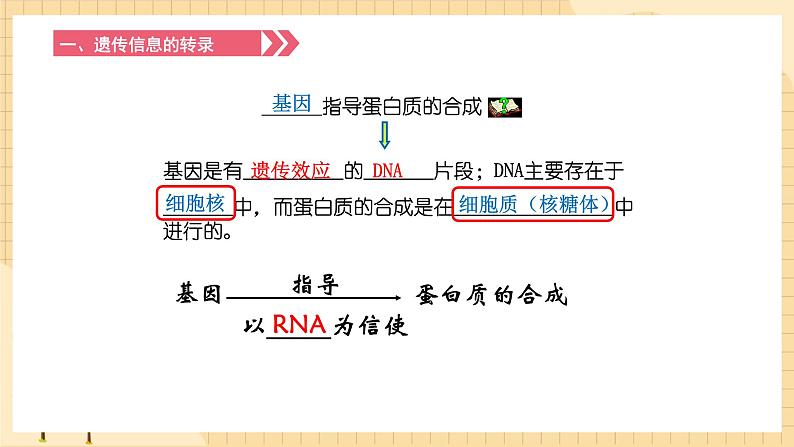 4.1基因指导蛋白质的合成 课件 人教版生物必修204