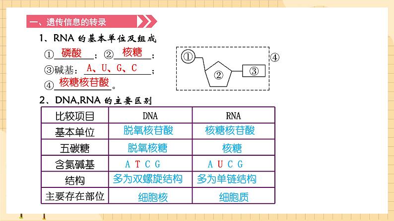 4.1基因指导蛋白质的合成 课件 人教版生物必修205