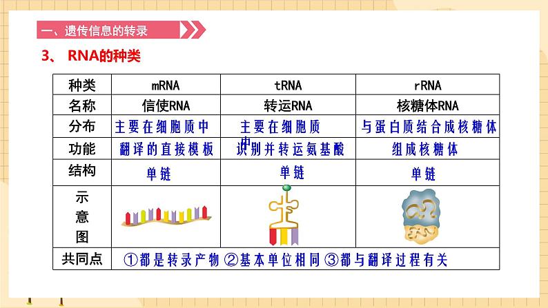 4.1基因指导蛋白质的合成 课件 人教版生物必修206