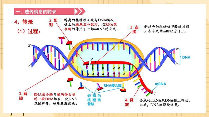 4.1基因指导蛋白质的合成 课件 人教版生物必修208