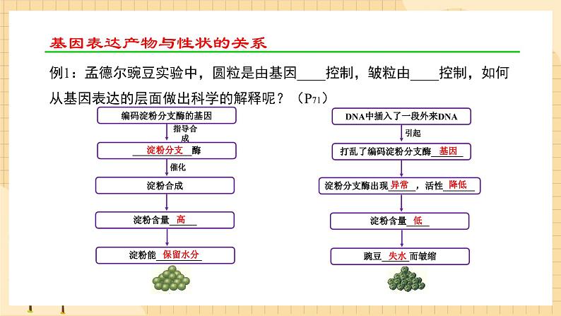 4.2 基因表达与性状的关系 课件 人教版生物必修2第5页