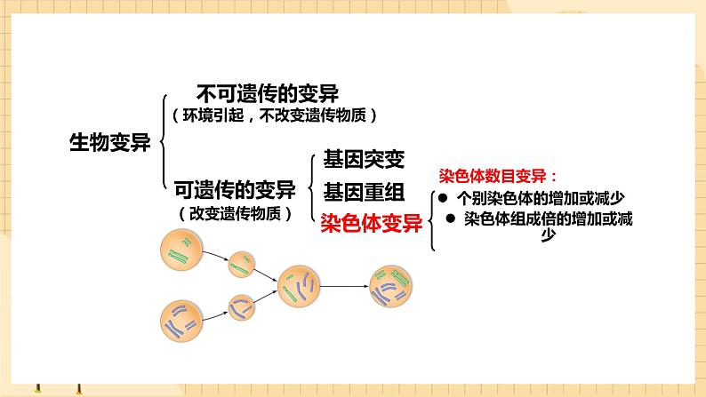 5.2 染色体变异 课件 人教版生物必修207