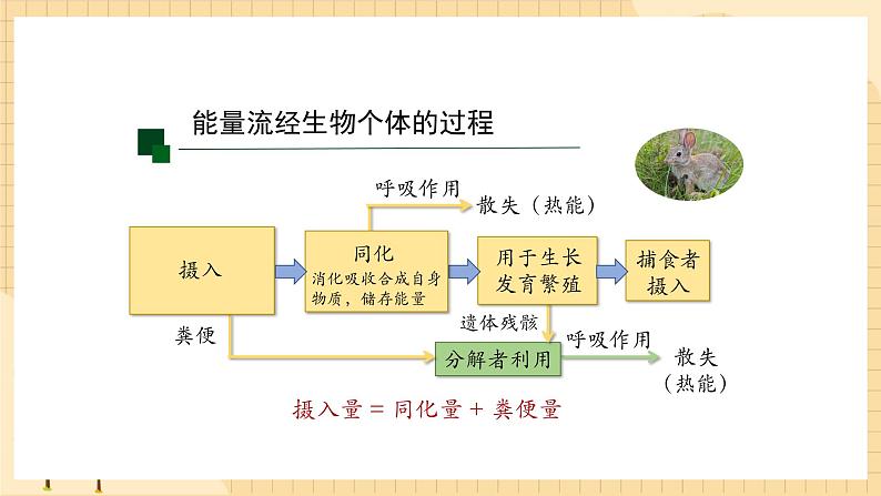 3.2 生态系统的能量流动（第一课时） 课件 人教版生物选择性必修204