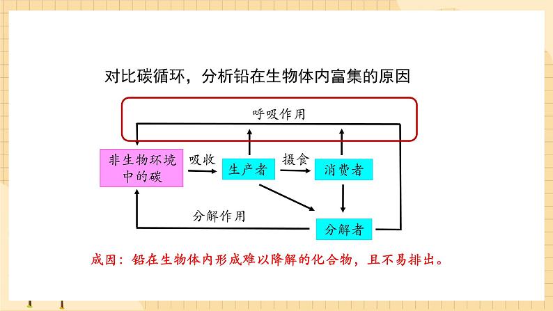 3.3 生态系统的物质循环（第二课时） 课件 人教版生物选择性必修206