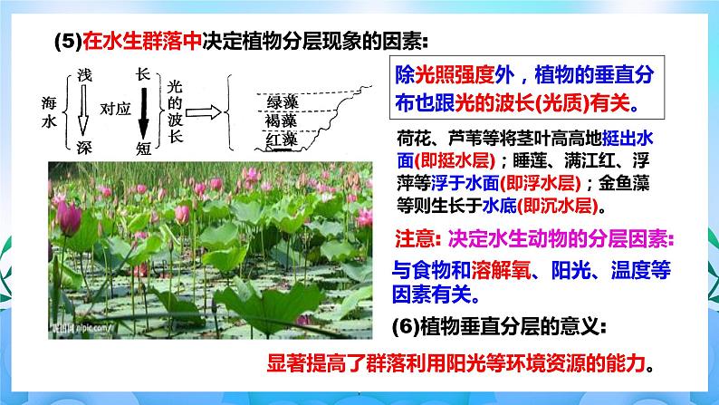 2.1群落的结构  课件 人教版生物选择性必修2（第2课时）  课件 人教版生物选择性必修205