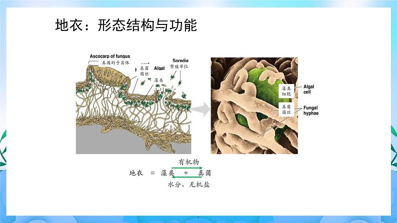 2.3群落的演替  课件 人教版生物选择性必修2第6页