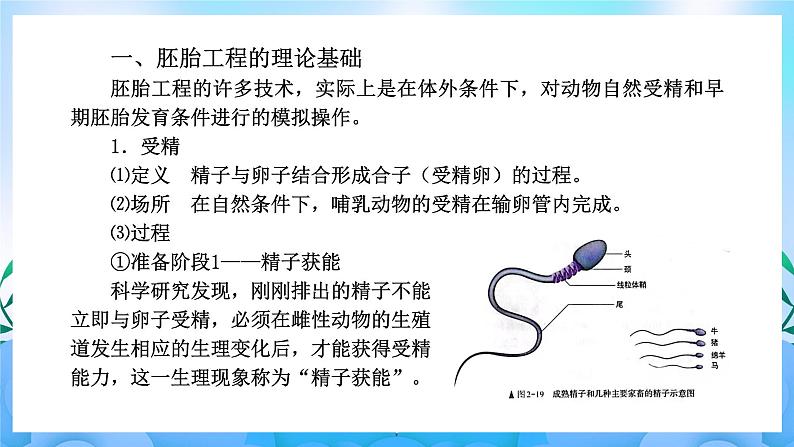 2.3胚胎工程 课件 人教版生物选择性必修3第3页