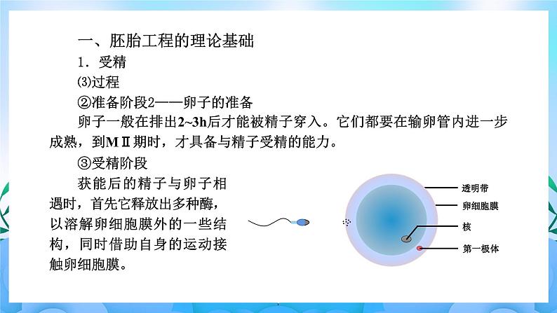 2.3胚胎工程 课件 人教版生物选择性必修3第4页
