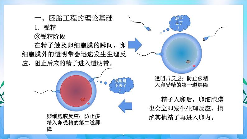 2.3胚胎工程 课件 人教版生物选择性必修3第5页