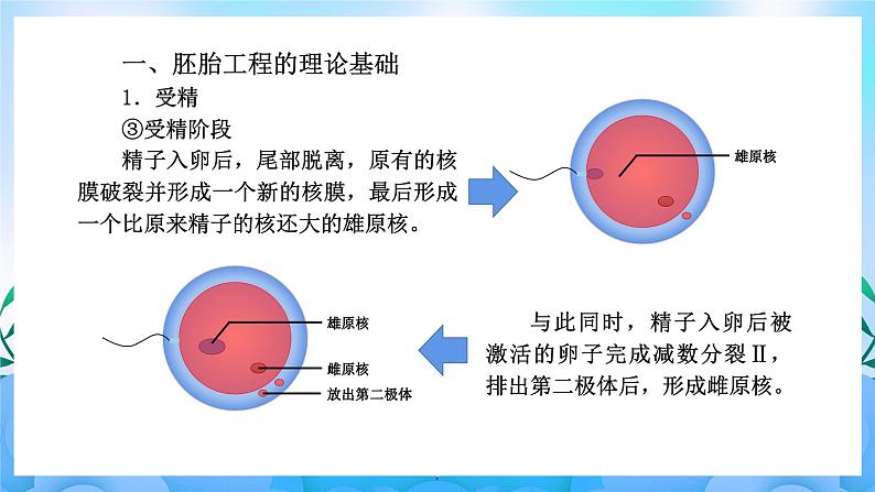 2.3胚胎工程 课件 人教版生物选择性必修3第6页