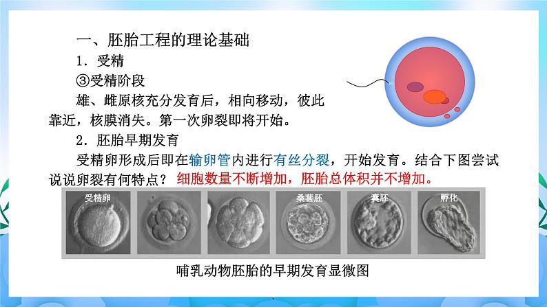 2.3胚胎工程 课件 人教版生物选择性必修3第7页