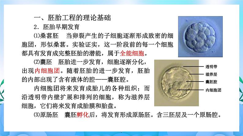 2.3胚胎工程 课件 人教版生物选择性必修3第8页