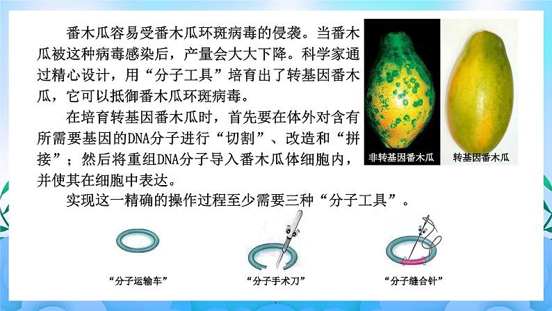 3.1重组DNA技术的基本工具 课件 人教版生物选择性必修302