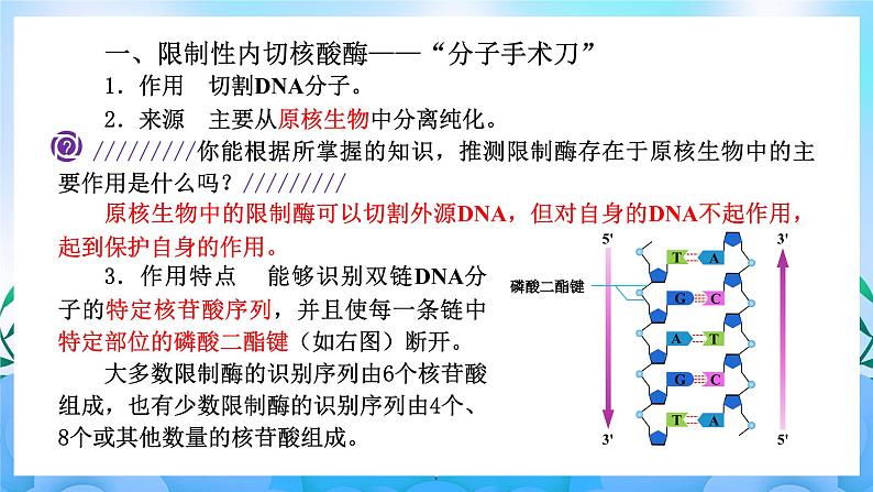 3.1重组DNA技术的基本工具 课件 人教版生物选择性必修303