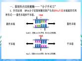 3.1重组DNA技术的基本工具 课件 人教版生物选择性必修3