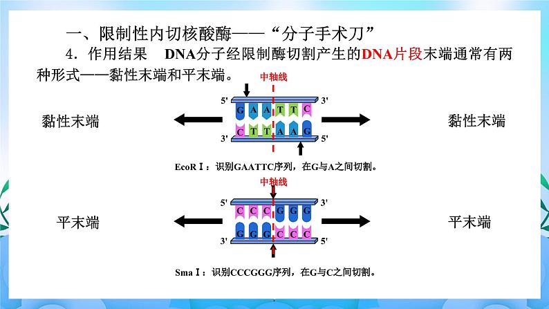 3.1重组DNA技术的基本工具 课件 人教版生物选择性必修304