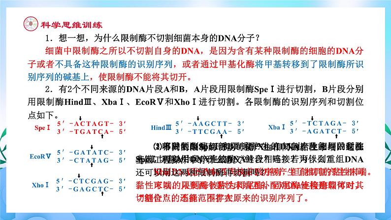 3.1重组DNA技术的基本工具 课件 人教版生物选择性必修305