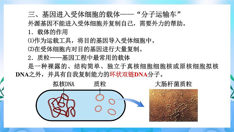 3.1重组DNA技术的基本工具 课件 人教版生物选择性必修307