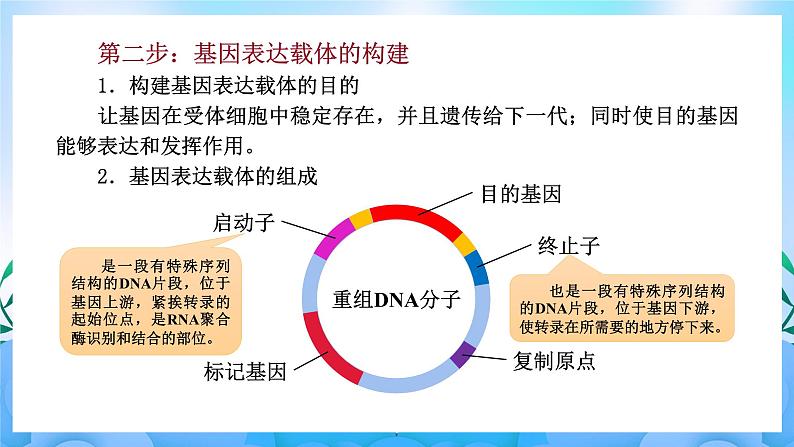 3.2基因工程的基本操作程序 课件 人教版生物选择性必修307