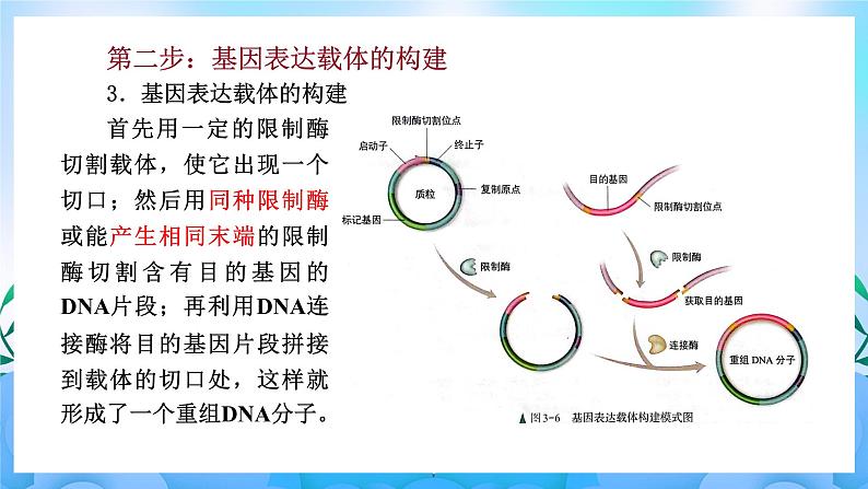 3.2基因工程的基本操作程序 课件 人教版生物选择性必修308