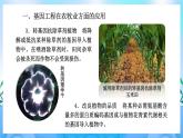 3.3基因工程的应用 课件 人教版生物选择性必修3