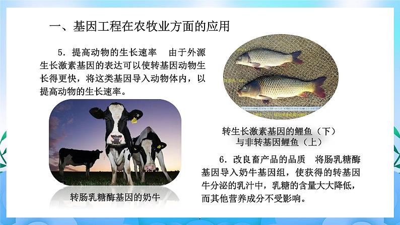 3.3基因工程的应用 课件 人教版生物选择性必修307