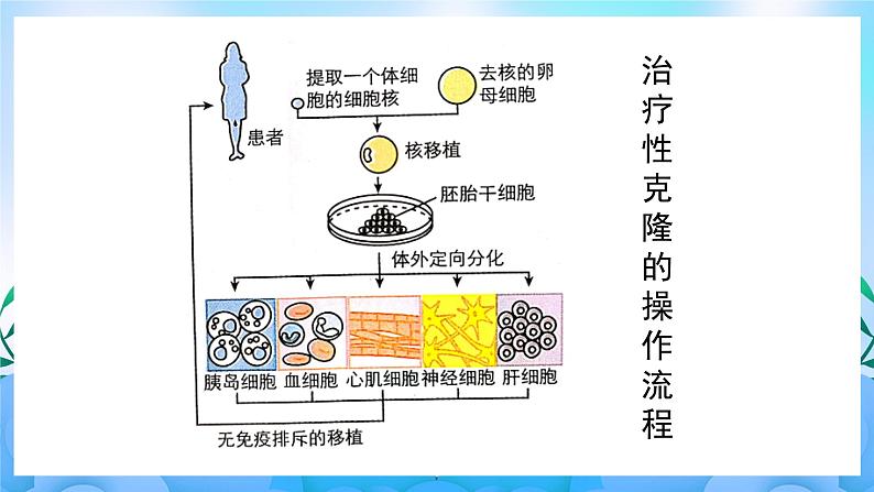 4.2关注生殖性克隆人 课件 人教版生物选择性必修307