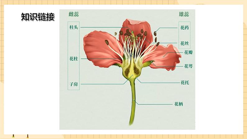 1.1孟德尔的豌豆杂交实验（一）（第一课时）  课件 新人教版生物必修207