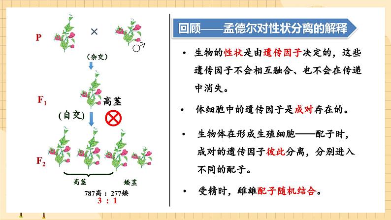 1.1孟德尔的豌豆杂交实验（一）（第二课时）  课件 新人教版生物必修2第2页