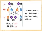 1.1孟德尔的豌豆杂交实验（一）（第二课时）  课件 新人教版生物必修2