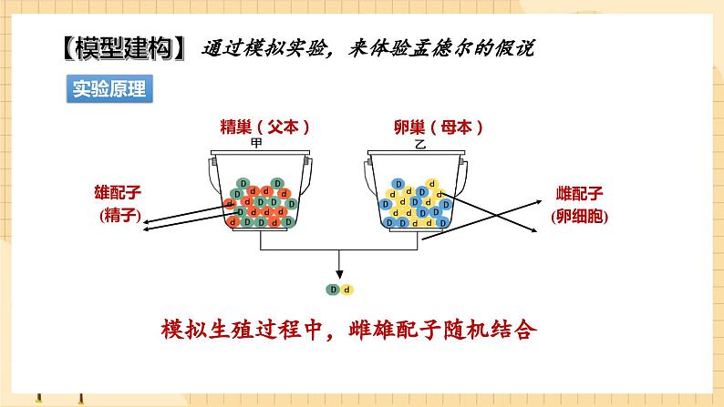 1.1孟德尔的豌豆杂交实验（一）（第二课时）  课件 新人教版生物必修2第4页