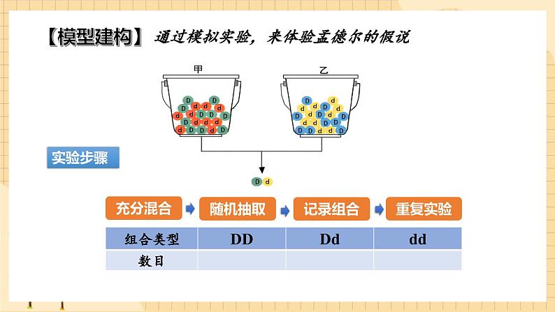 1.1孟德尔的豌豆杂交实验（一）（第二课时）  课件 新人教版生物必修2第5页