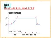 2.1减数分裂和受精作用（第一课时）  课件 新人教版生物必修2