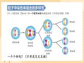 2.1减数分裂和受精作用（第二课时）  课件 新人教版生物必修2