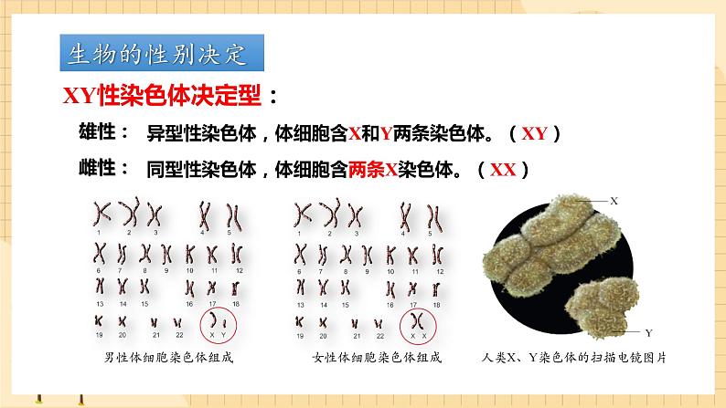 2.3伴性遗传（第一课时）  课件 新人教版生物必修206