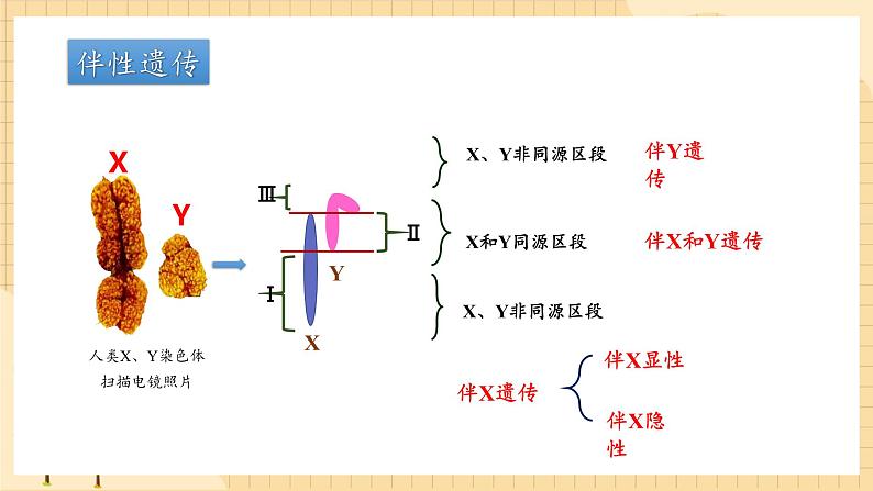 2.3伴性遗传（第一课时）  课件 新人教版生物必修207