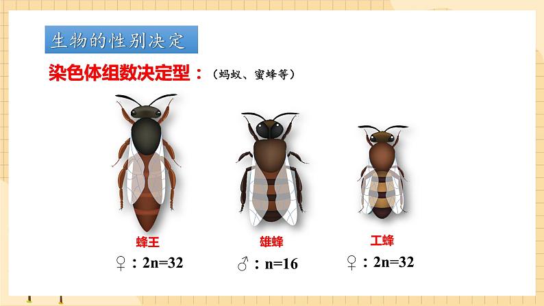 2.3伴性遗传（第二课时）  课件 新人教版生物必修208