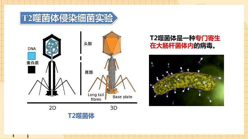 3.1DNA是主要的遗传物质(第二课时）  课件 新人教版生物必修204