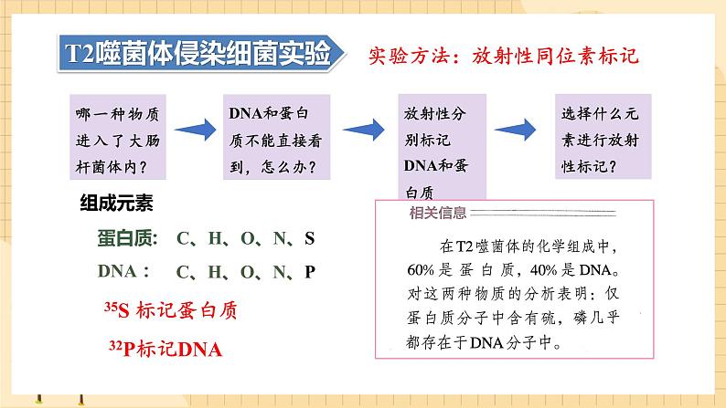 3.1DNA是主要的遗传物质(第二课时）  课件 新人教版生物必修206